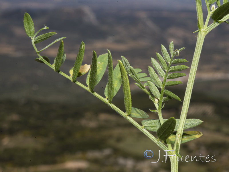 Vicia tenuifolia.15