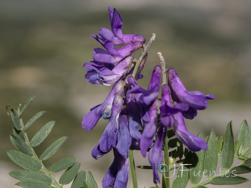 Vicia tenuifolia.17