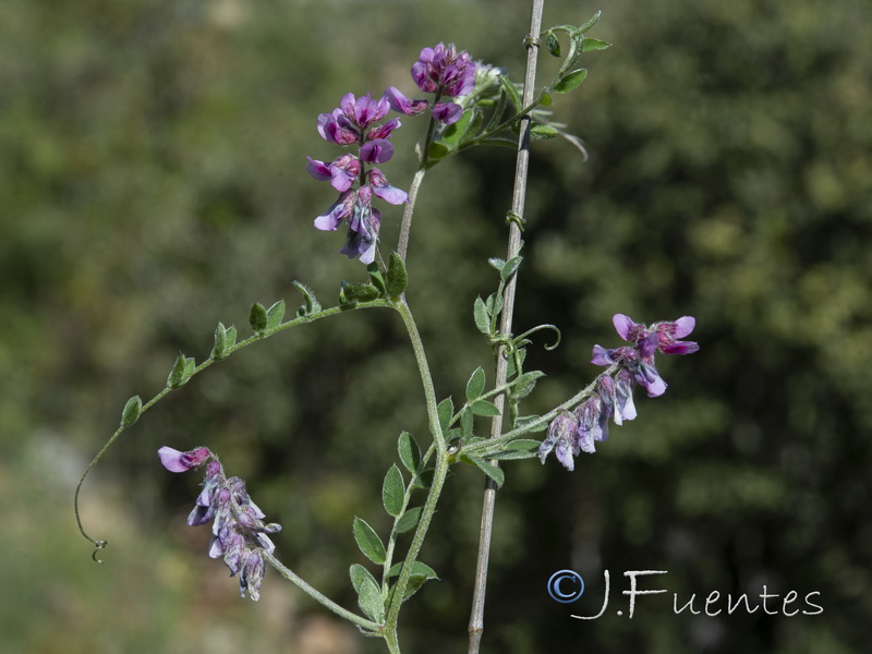 Vicia vicioides.04