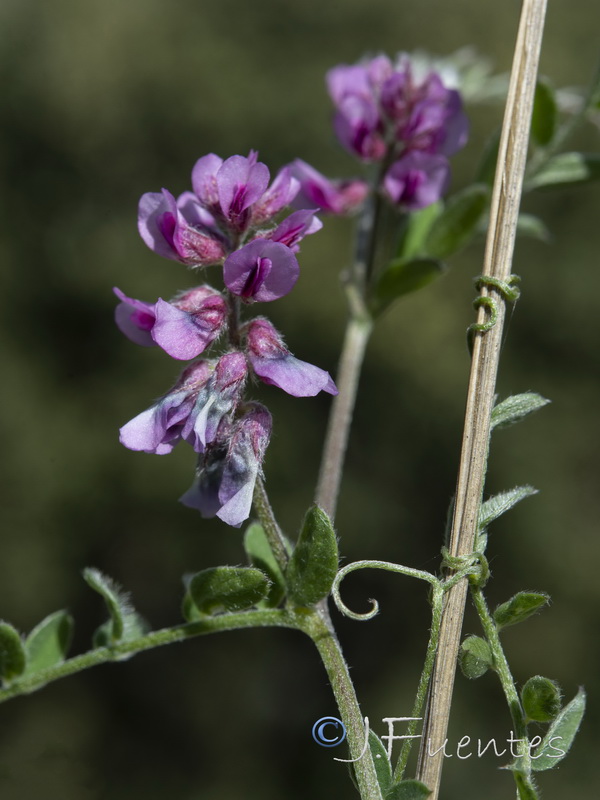 Vicia vicioides.05