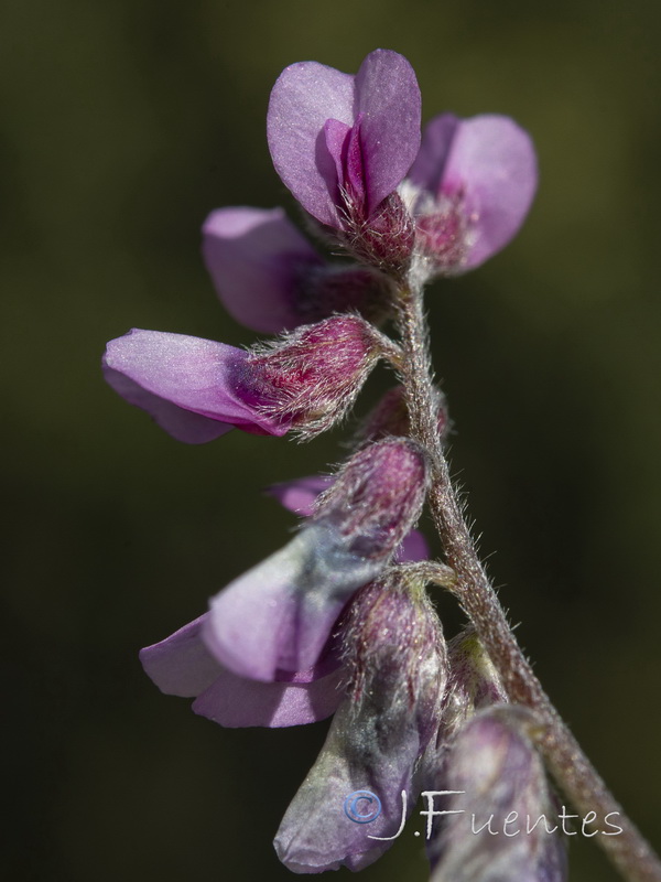 Vicia vicioides.06