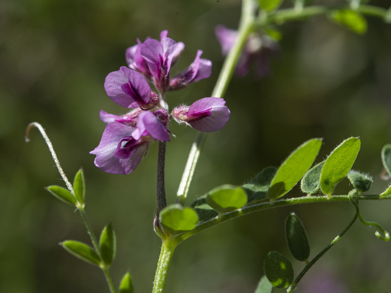 Vicia vicioides.14