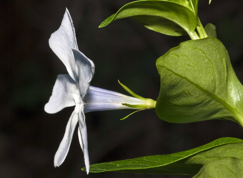 Vinca difformis.02
