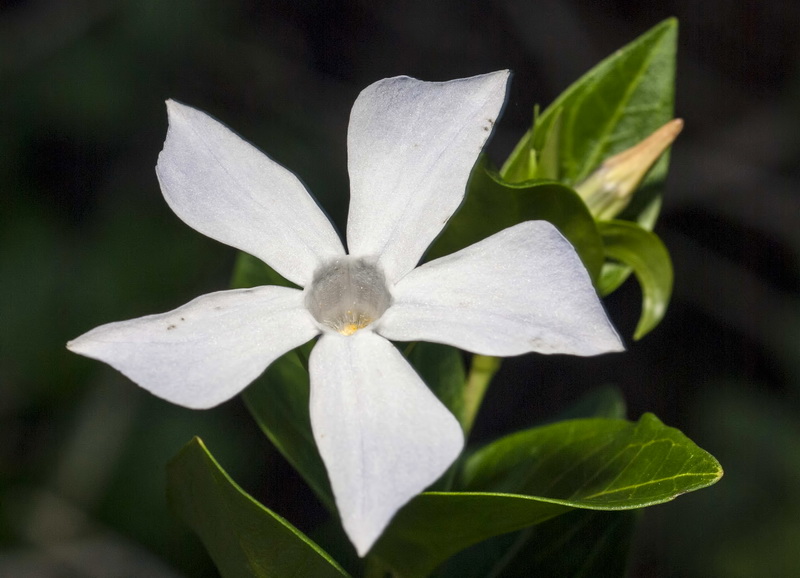 Vinca difformis.03