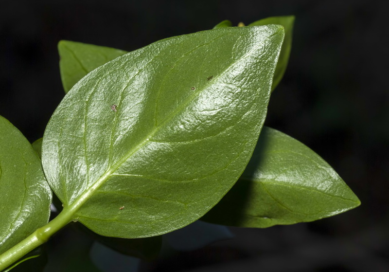 Vinca difformis.05