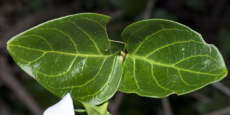 Vinca difformis.06