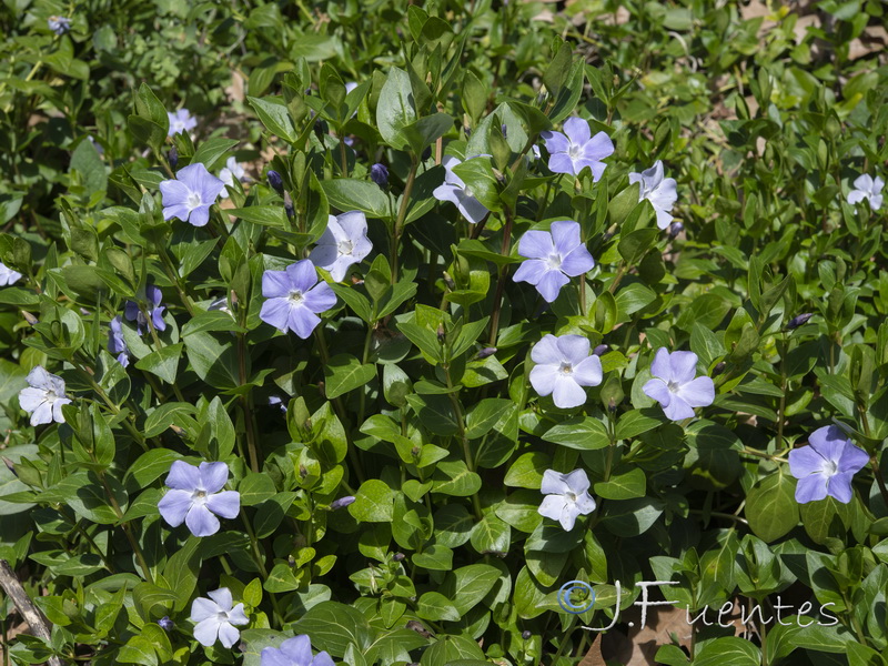 Vinca difformis.07