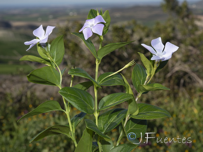 Vinca difformis.08