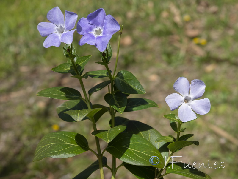 Vinca difformis.09