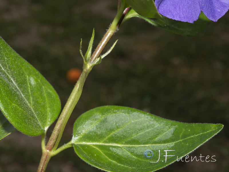 Vinca major.02