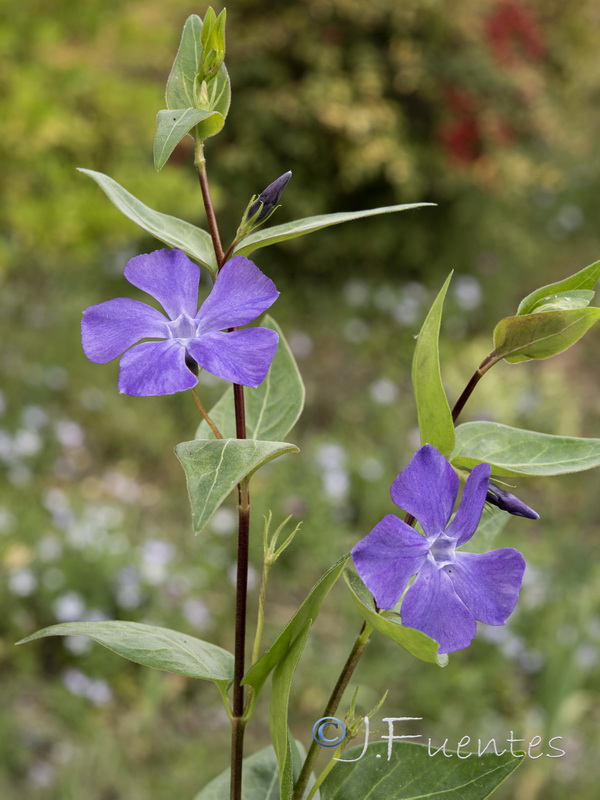 Vinca major.04