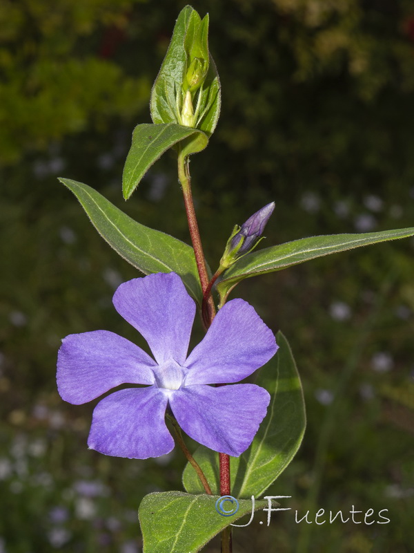 Vinca major.05