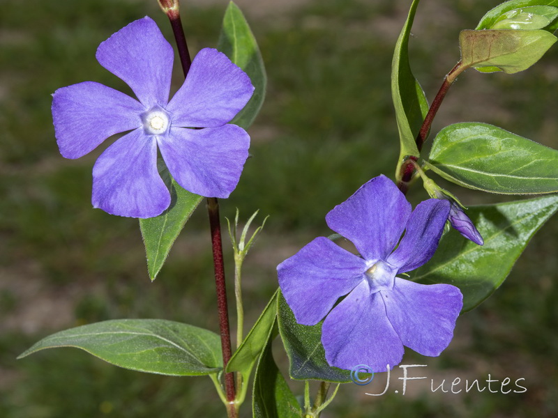 Vinca major.06