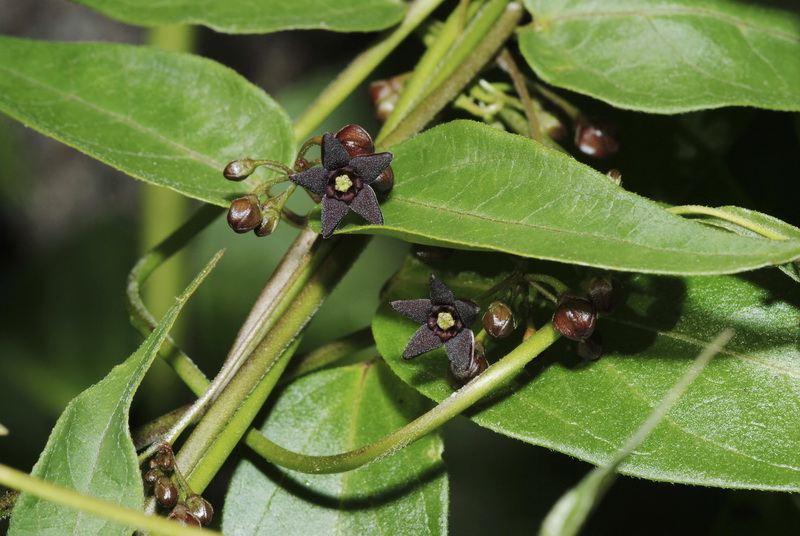 Vincetoxicum nigrum.10
