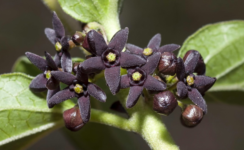 Vincetoxicum nigrum.11