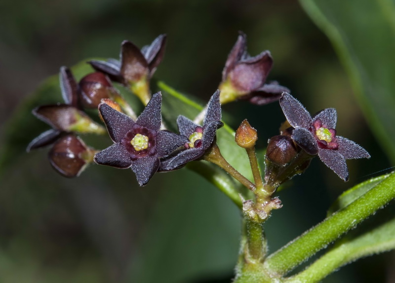 Vincetoxicum nigrum.14