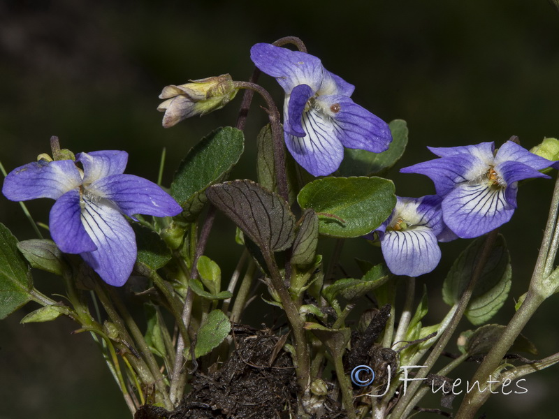 Viola alba.01