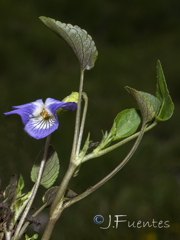 Viola alba.02