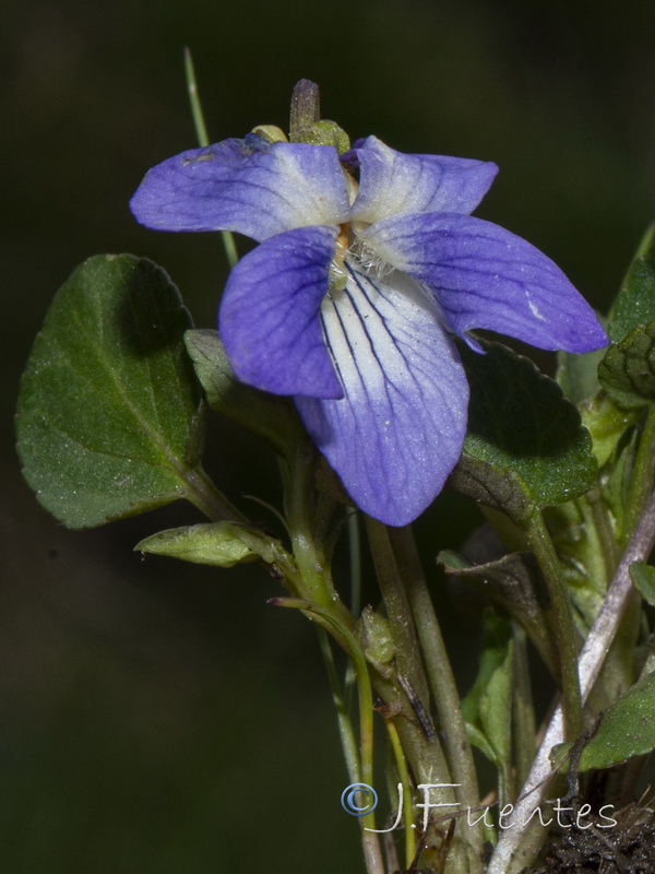 Viola alba.03