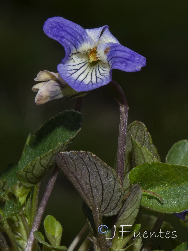 Viola alba.04