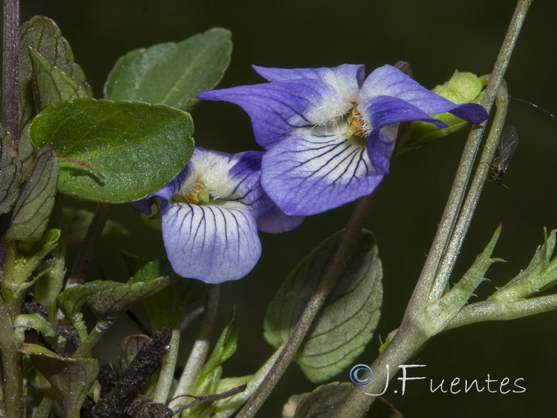 Viola alba.05