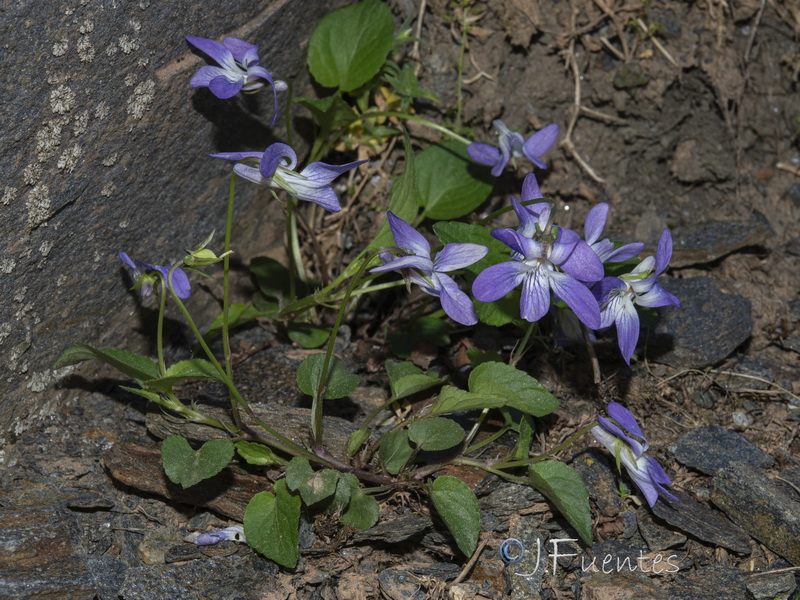 Viola alba.06