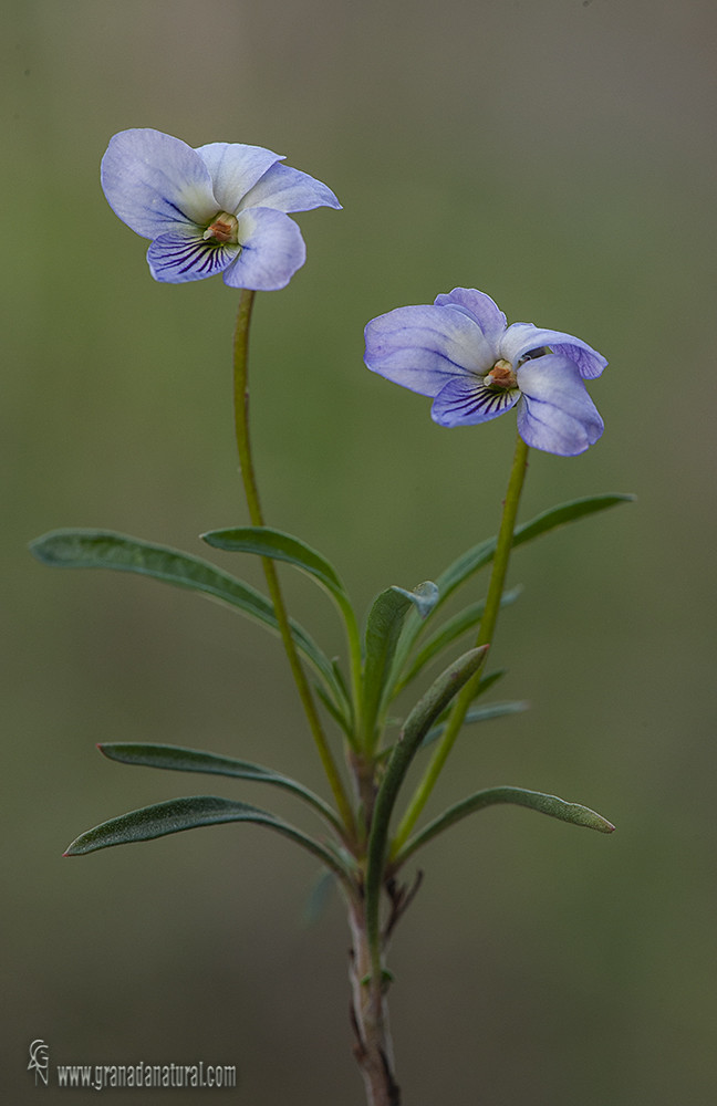 Viola arborescens