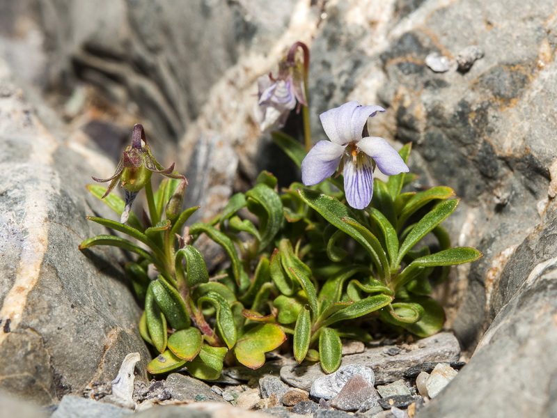 Viola arborescens.02