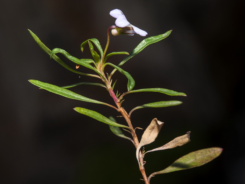 Viola arborescens.03