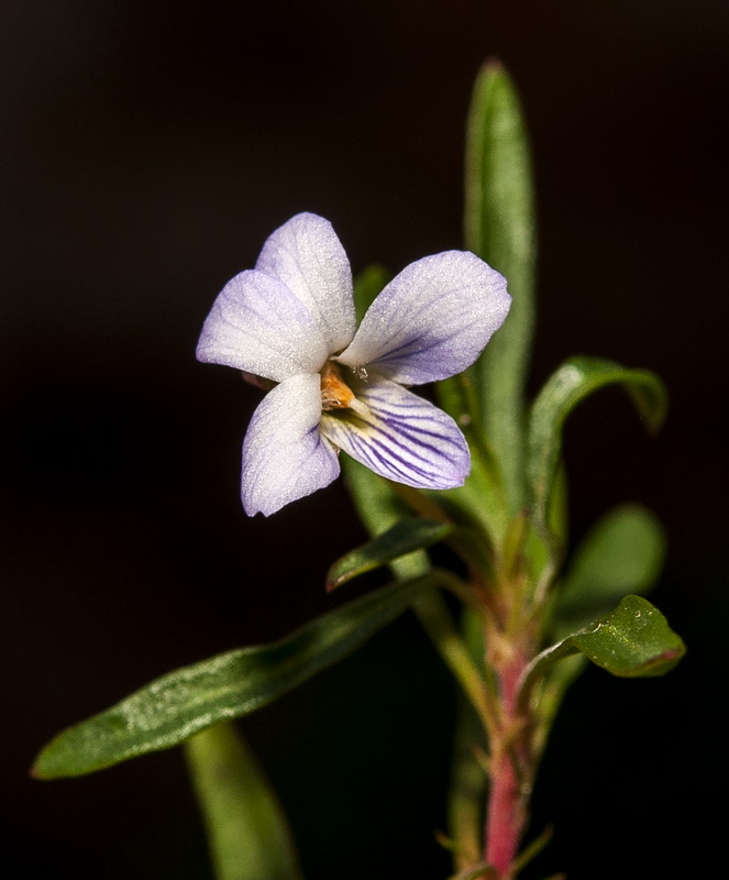 Viola arborescens.06