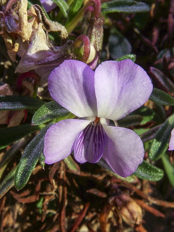 Viola arborescens.08