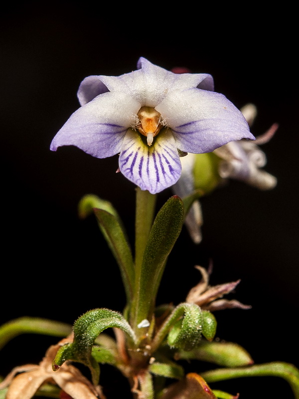 Viola arborescens.09