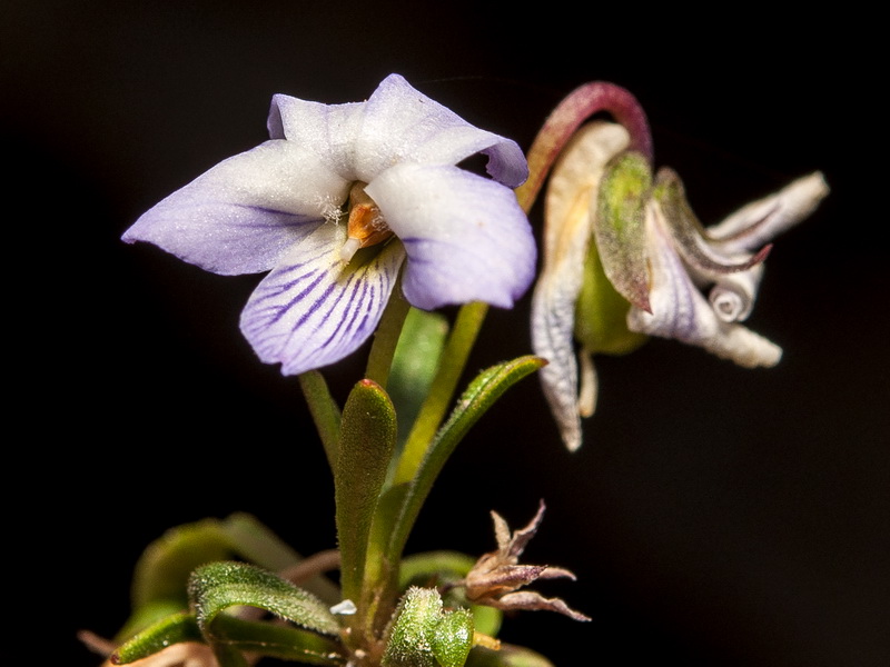 Viola arborescens.10
