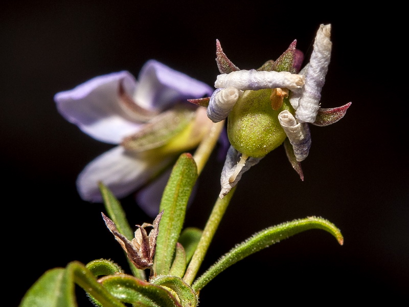 Viola arborescens.12