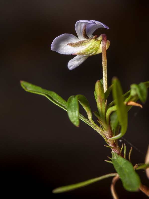 Viola arborescens.13