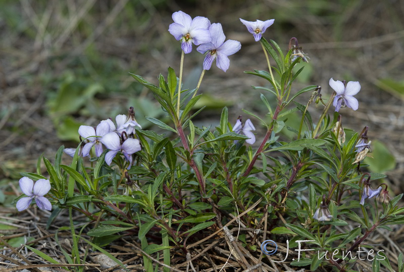 Viola arborescens.14