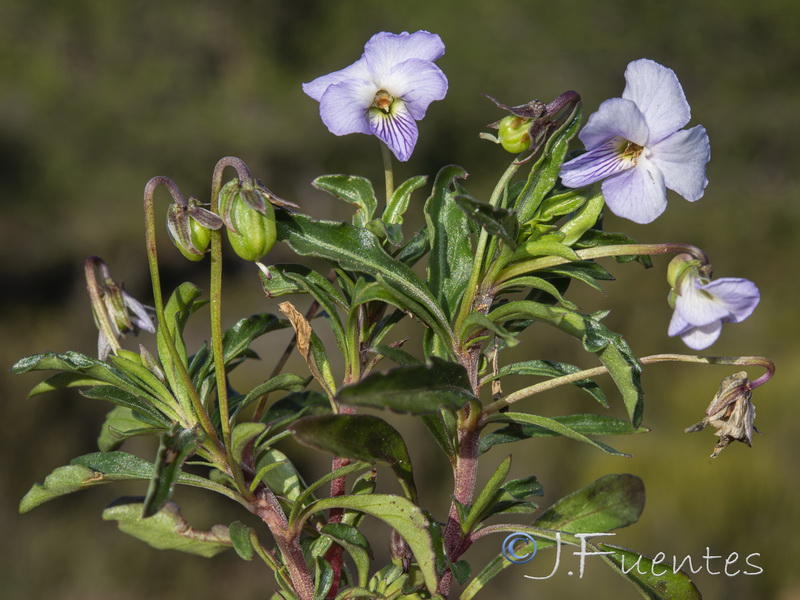 Viola arborescens.16
