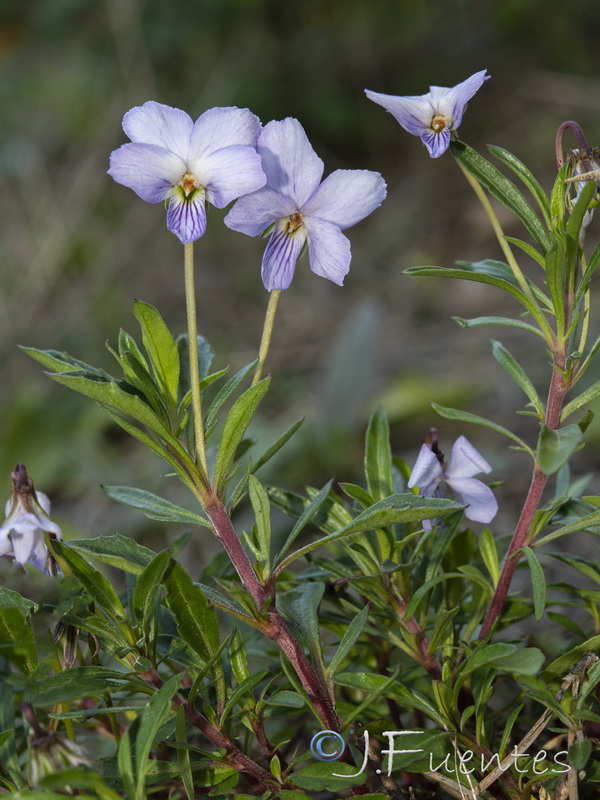 Viola arborescens.07