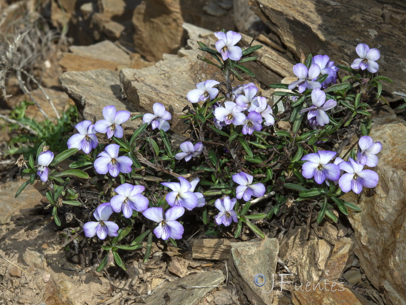 Viola arborescens.18