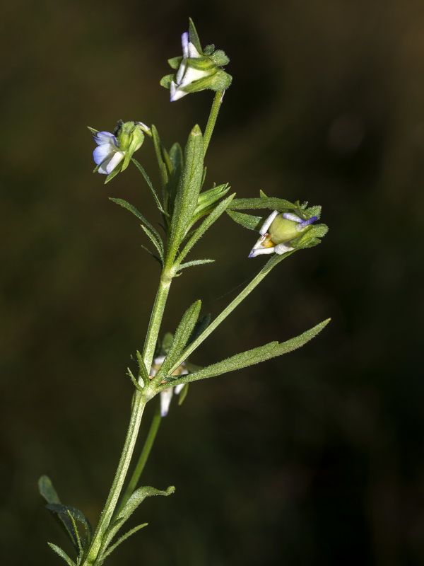 Viola arvensis.01