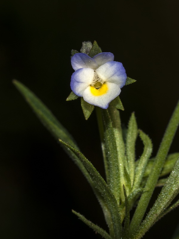 Viola arvensis.02