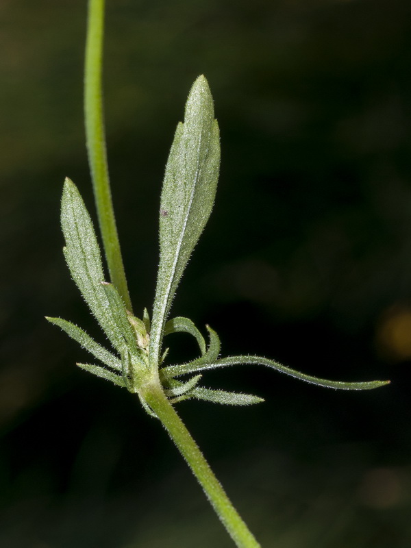 Viola arvensis.06