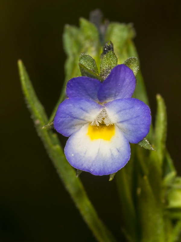 Viola arvensis.08