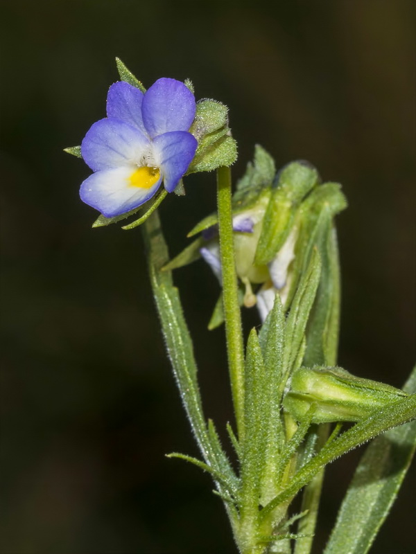 Viola arvensis.11