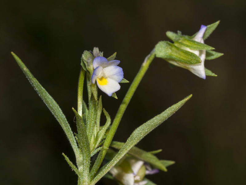 Viola arvensis.12