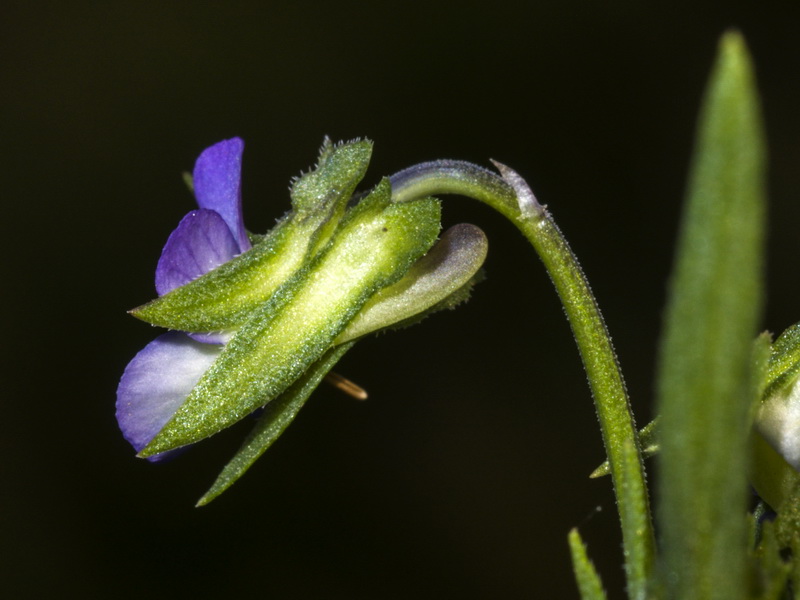 Viola arvensis.13