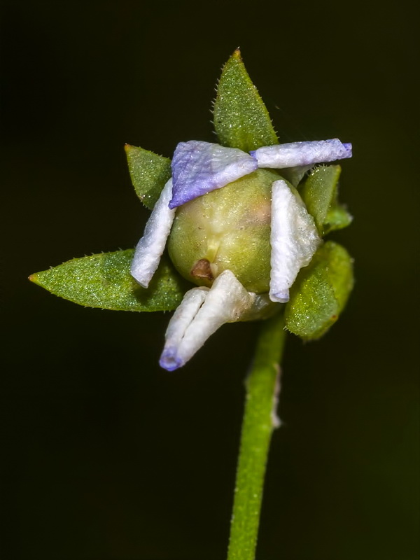 Viola arvensis.15