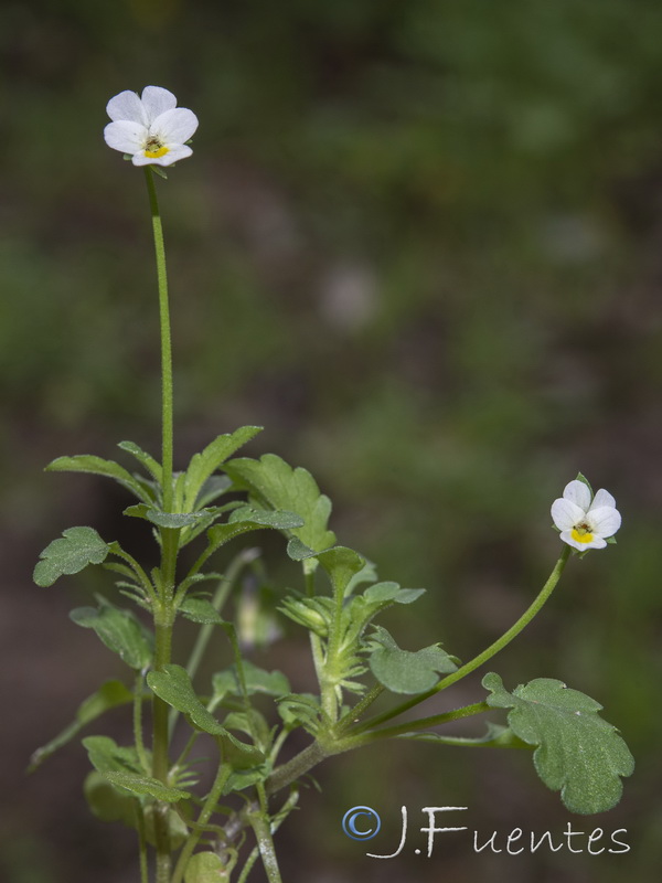 Viola arvensis.16