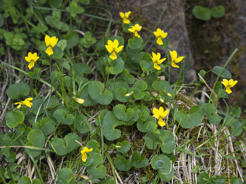 Viola biflora.01