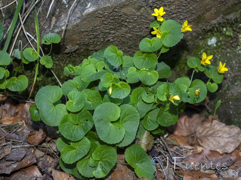 Viola biflora.02